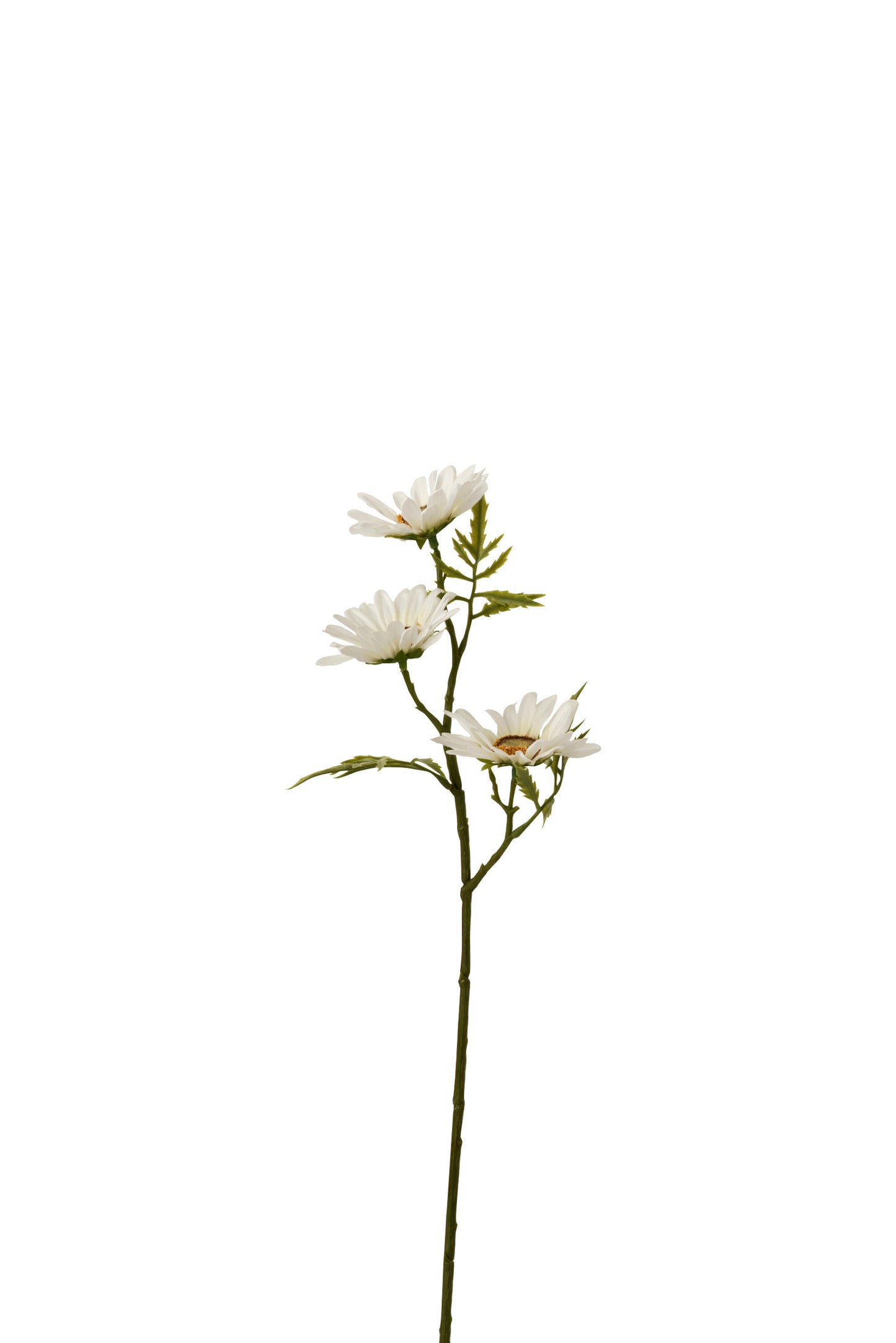 Branche fleur marguerite blanche JLINE