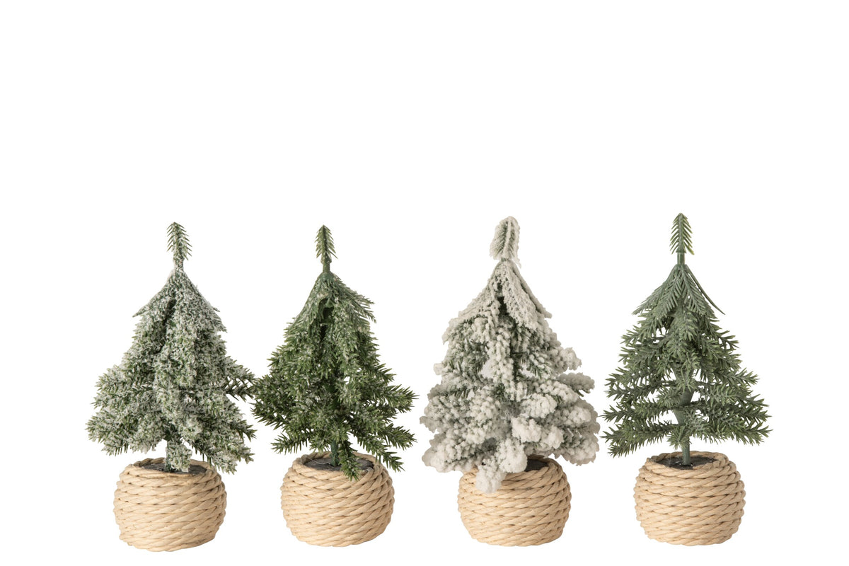 Sapin en pot PM JLINE